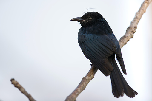 Bird Adult Haircrested Drongo Stock Photo - Download Image Now - iStock