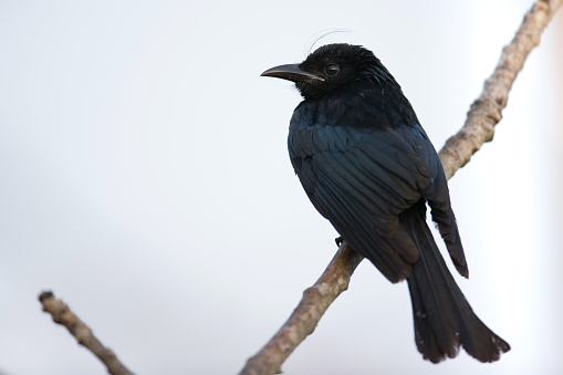 Bird Adult Haircrested Drongo Stock Photo - Download Image Now - iStock Bird Adult Haircrested Drongo Stock Photo - Download Image Now - iStock