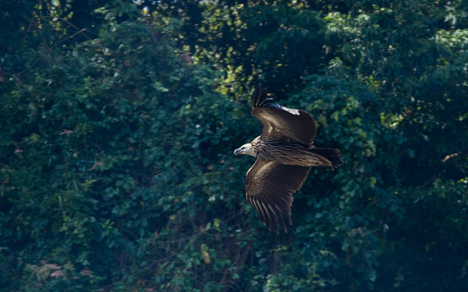 Closed up adult Himalayan griffon or Himalayan griffon vulture (Gyps himalayensis), angle view, side shot, spread wings and flying to explore food under the overcast sky, Phuket, southern of Thailand.