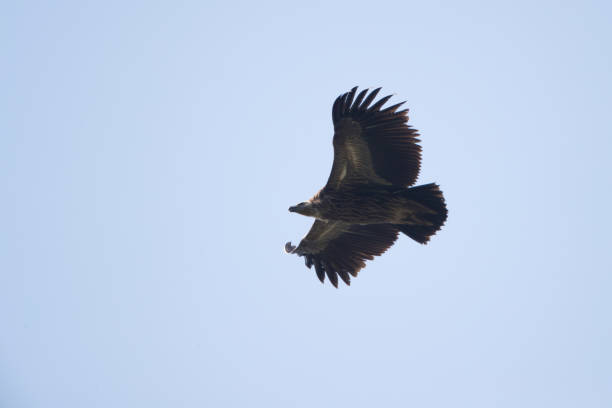 istock Vulture : adult Himalayan griffon or Himalayan griffon vulture (Gyps himalayensis) 1149389404