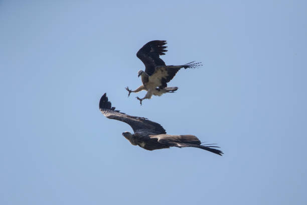 Closed up adult Himalayan griffon or Himalayan griffon vulture (Gyps himalayensis), ant's eye view, side shot, spread wings and fighting other bird under the blue sky, Phuket, southern of Thailand.