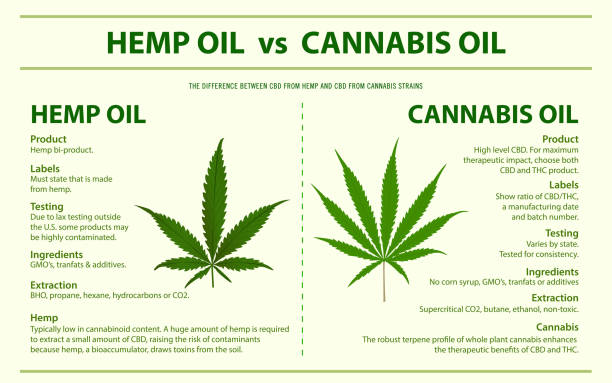 Hemp oil vs Cannabis oil horizontal infographic Hemp oil vs Cannabis oil horizontal infographic, healthcare and medical illustration about cannabis cannabis-processing-facility stock illustrations