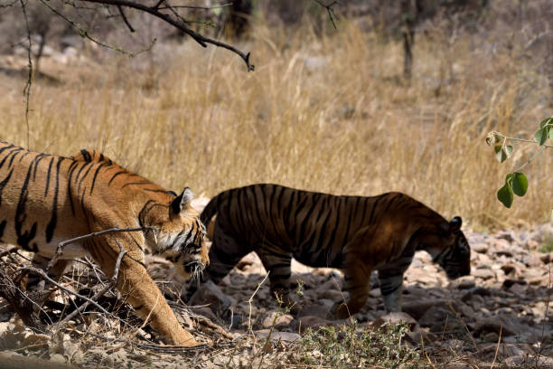 istock Royal Bengal Tiger in Fight Mood 1149394574