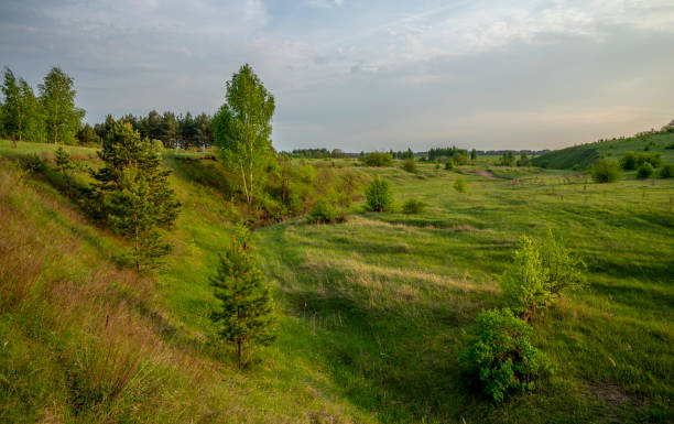 istock Beautiful landscape at sunset in a ravine, pine, birch, grass. 1149394577