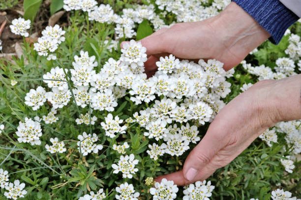 istock An elderly woman  gently hold in hand  a first spring  white flowers  on flowerbed 1149396313