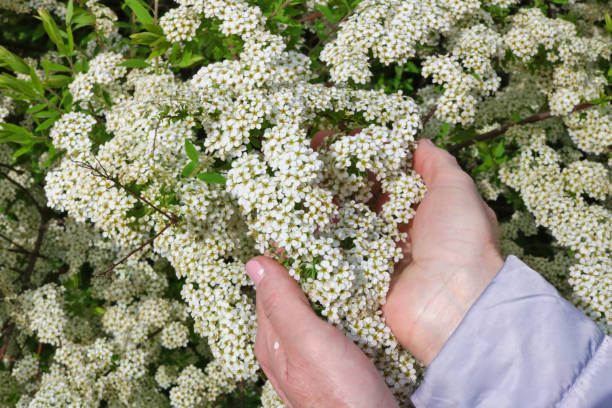 istock An elderly woman  gently hold in hand  a first spring  white flowers  on forest bush. 1149396328