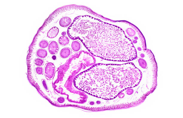 hochauflösende kreuzwegsektion von ascaris, riesenwurm, parasitärer wurm in den menschen - high scale magnification stock-fotos und bilder