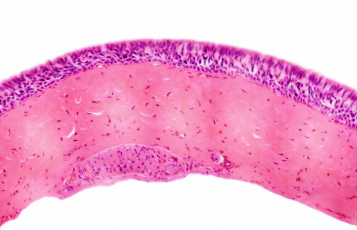 Sección transversal del tejido epitelio photo