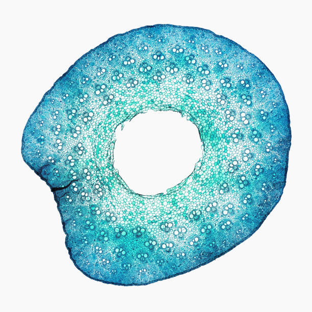 High Resolution Microscopic View of Cross Section of Bamboo Plant