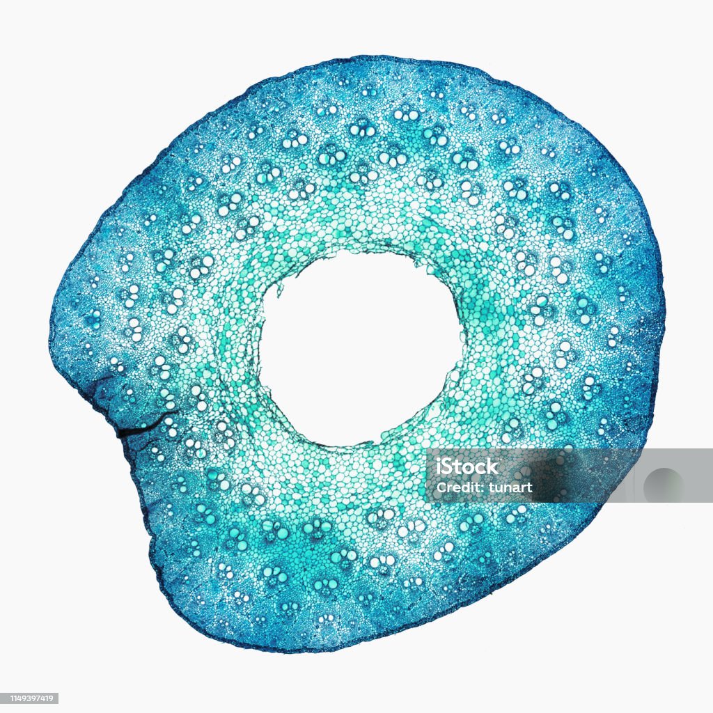 High Resolution Microscopic View of Cross Section of Bamboo Plant Captured by a scientific microscope and Canon 5D Mark IV Biological Cell Stock Photo