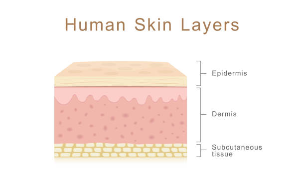 lapisan kulit manusia - kulit manusia ilustrasi stok