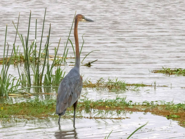 istock a goliath heron at the edge of a marsh in amboseli 1149397666
