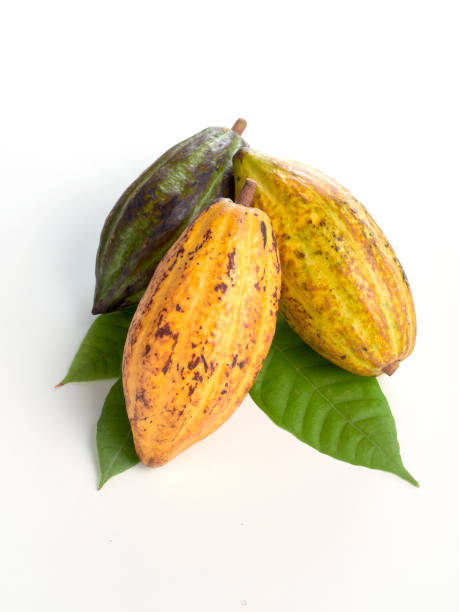 istock Fresh cocoa fruits with green leaf white background 1149399584