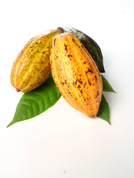 istock Fresh cocoa fruits with green leaf white background 1149399587