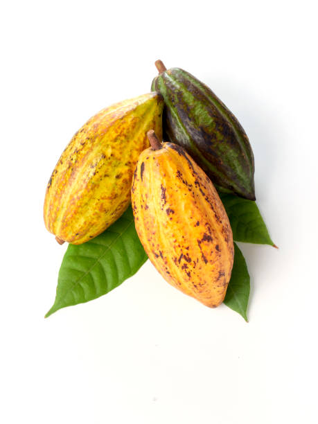 istock Fresh cocoa fruits with green leaf white background 1149399590
