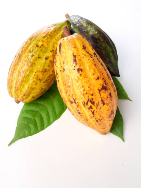 istock Fresh cocoa fruits with green leaf white background 1149399592