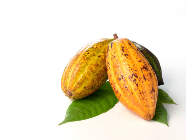 istock Fresh cocoa fruits with green leaf white background 1149399593