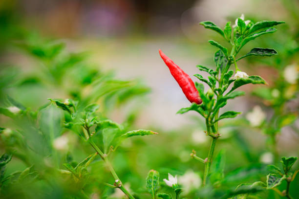 growing chili peppers. Ornamental Chilli.