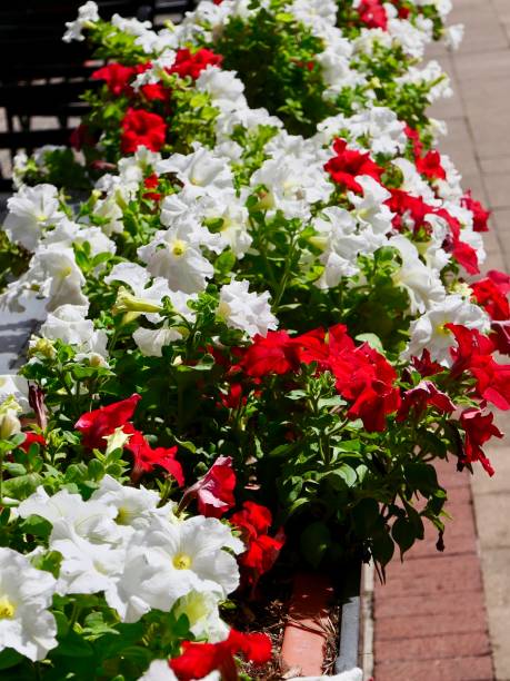 istock Flowers on the Window Sill 1149403071