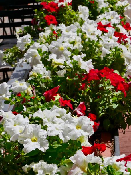 istock Flowers on the Window Sill 1149403072