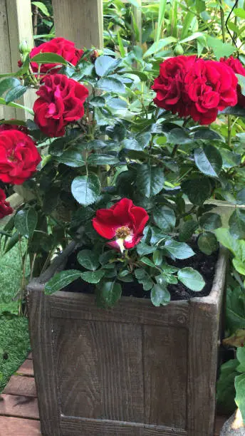 Stock photo of gorgeous red rose flowers growing on a bushy patio rose plant known as Rosa Ruby Romance. This beautiful rose is shown in a square fake wooden pot, flowering in the summer.