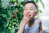 トマトを食べて、農場から楽しくカメラを見ているアジアの少年