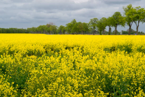 istock Yellow rapeseed field under the dark sky 1149408381
