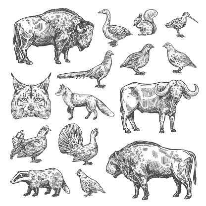 Hunting sport, birds and animals isolated sketches. Vector lynx and buffalo, hazel grouse and partridge, woodcock and blackcock. Quail and badger, duck, capercaillie, fox and squirrel, bison and bobcat