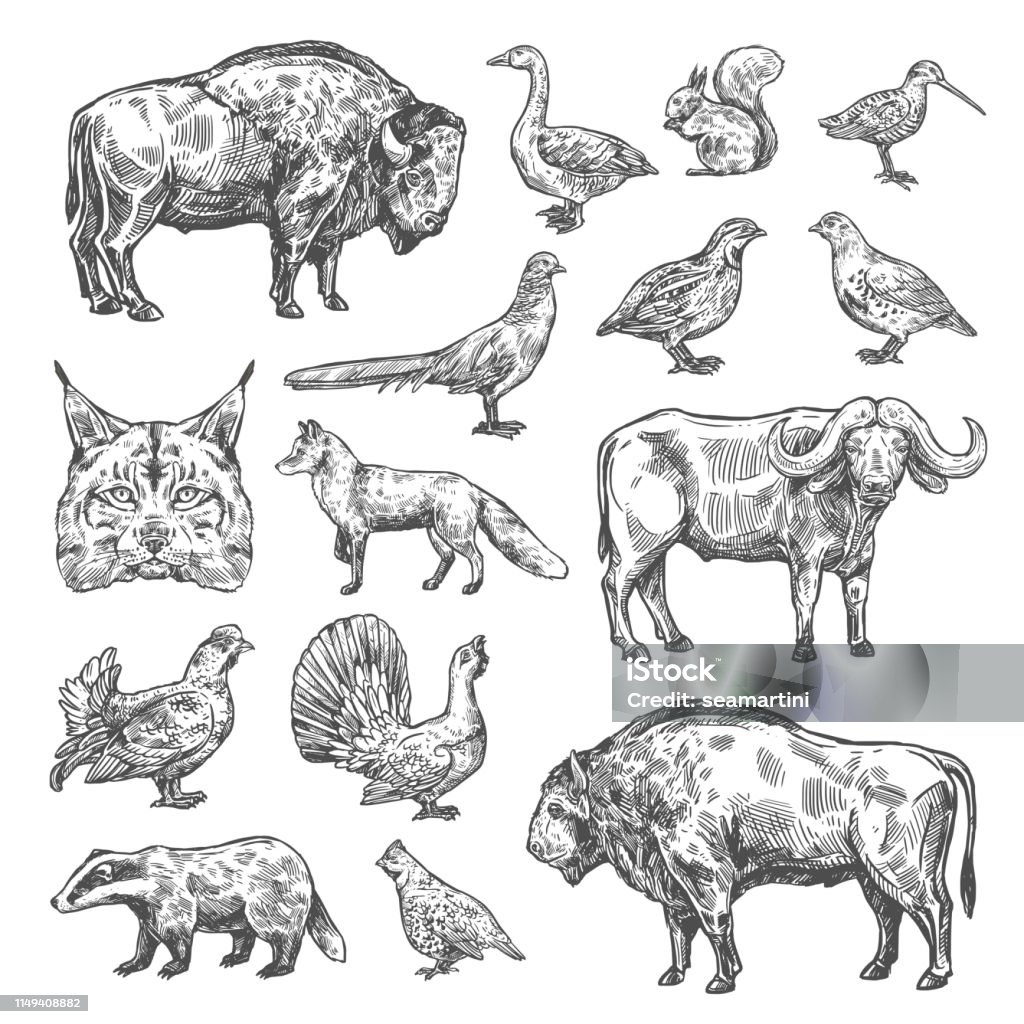 Isolated wild animals and birds, vector Hunting sport, birds and animals isolated sketches. Vector lynx and buffalo, hazel grouse and partridge, woodcock and blackcock. Quail and badger, duck, capercaillie, fox and squirrel, bison and bobcat Illustration stock vector