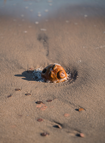 The treasure is discovered. Ocean uncovered the old piggy bank hidden in the sand on a beach.