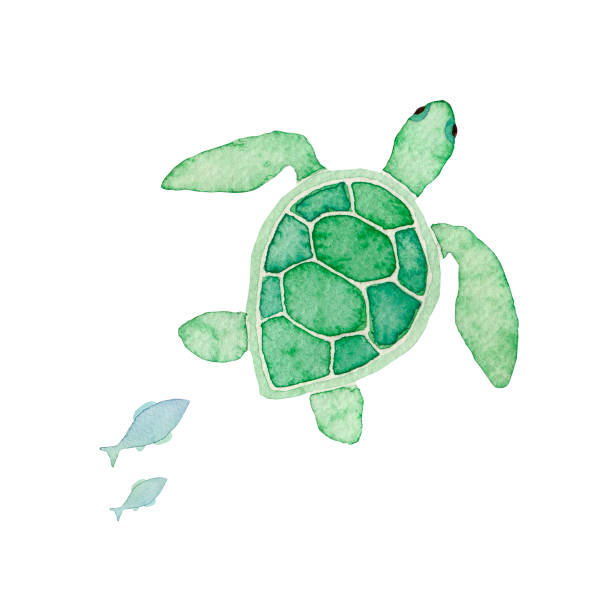 Sea turtle Sea turtle sea turtle stock illustrations