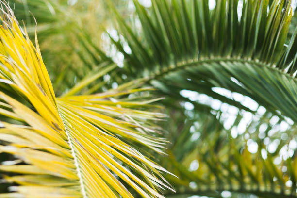 Tropical palm leaves, floral pattern background, real photo