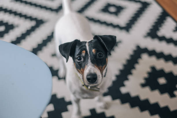 istock Young men at home with his dog 1149412943