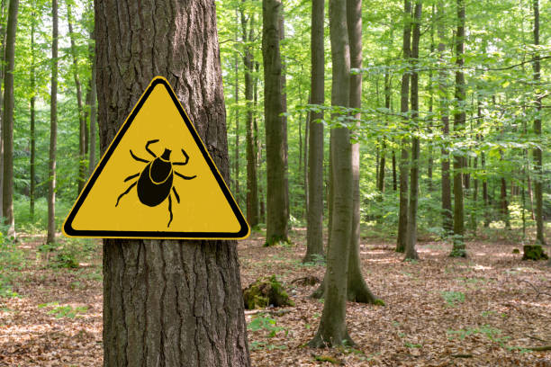 Warning sign "beware of ticks" in infested area in the green forest Yellow warning sign "beware of ticks" in the forest arachnid photos stock pictures, royalty-free photos & images