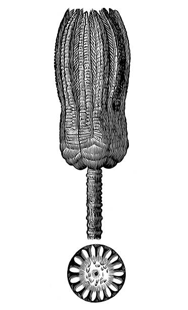 encrinus liliiformis ископаемые из девонского периода - illustration and painting geologic time scale old fashioned wildlife stock illustrations