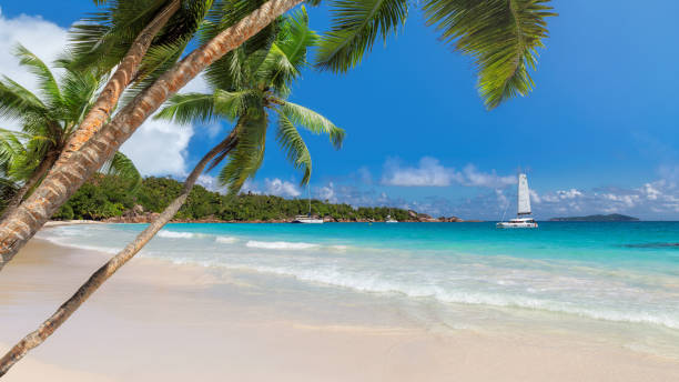 Paradise beach Beautiful sandy beach with coco palms and a sailing boat in the turquoise sea on Paradise island. boracay photos stock pictures, royalty-free photos & images