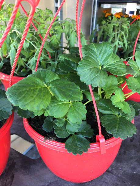 Stock photo of some young strawberry plants with large green leaves, growing in summer hanging basket for sale at supermarket in garden centre section, for fruit and vegetable garden. imagen de plantas de fresa sanas que crecen en la cesta colgante de plástico rojo en el centro del supermercado jardín, hojas de plantas de fresa, compost creciendo fuertemente después de festiliser, jardinería y alimentación, fresas orgánicas listas