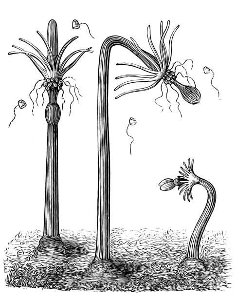 illustrations, cliparts, dessins animés et icônes de nodding hydroïde (corymorpha nutans, steenstrupia nutans) - jellyfish cnidarian illustration and painting engraved image