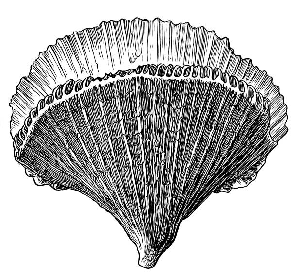 ilustrações, clipart, desenhos animados e ícones de flabellum ainbastrum (mos) - flabellum