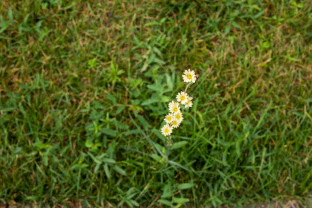 Little yellow flowers in bloom on one stem, background.
