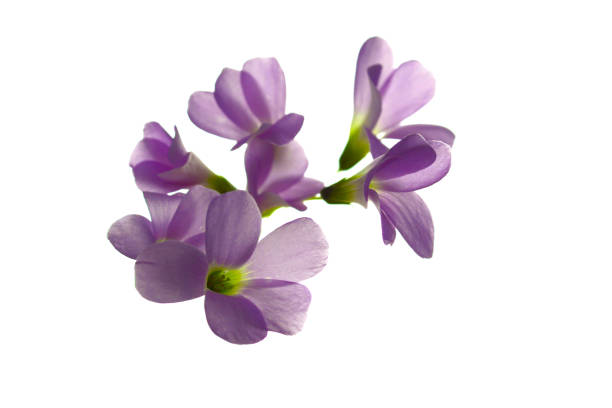 violette blüten auf weißem hintergrund, kleeblätter - cut flowers white small still life stock-fotos und bilder