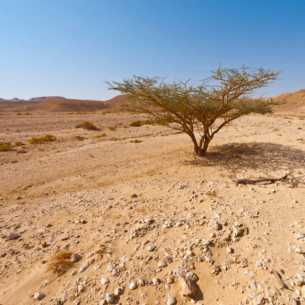 Life in a lifeless infinity of the Negev Desert in Israel. Breathtaking landscape and nature of the Middle East.