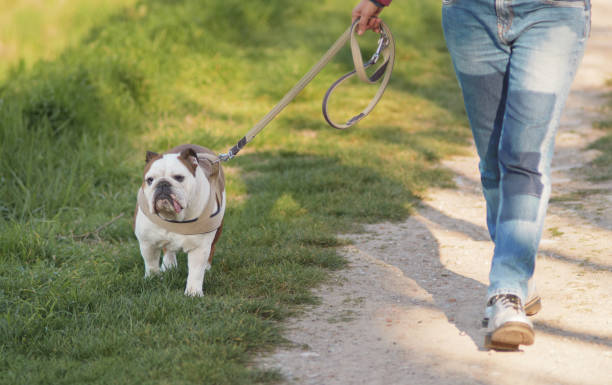 istock walking the dog in the countryside footpath 1149426801