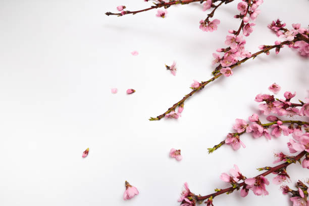 istock Peach blossom on pastel white background. Fruit flowers. - Image 1149426997