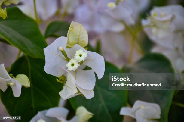 Relleno De Fondo Con Flores Blancas Foto de stock y más banco de imágenes  de Accidentes y desastres - Accidentes y desastres, Avalancha, Azul - iStock