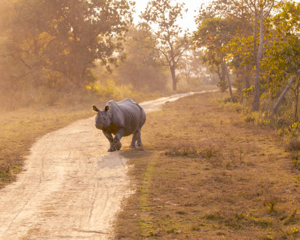 istock Rhino in Kaziranga 1149428923