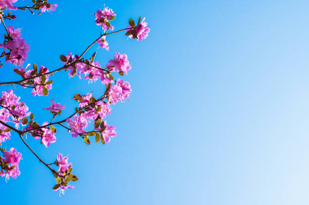 Pink flowers of a large bush rhododendron on the background of blue sky.