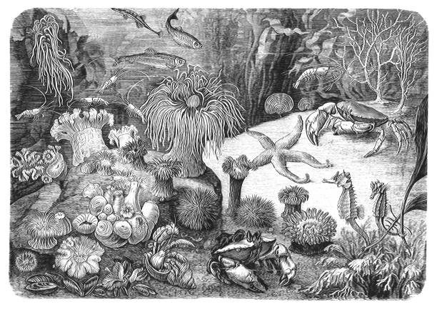 Illustration of a Under The Sea ,Crab, Fish, Starfish, Seahorse, Sea Plants