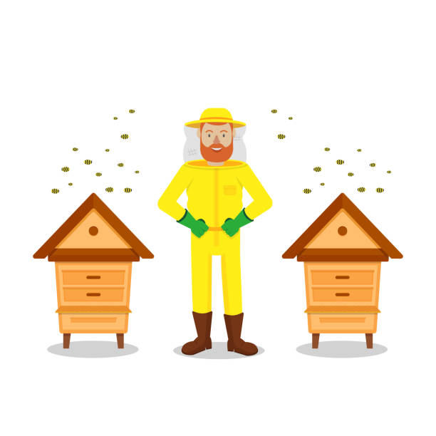 Beekeeper Between Two Hive on White Background. Protective Suit. Beekeeper Between Two Hive on White Background. Bees Flying near Hive. Stand near Hive. Apiary on White Background. Vector Illustration. Hobby Beekeeping. Man in Bee Protection Mask. hiver stock illustrations