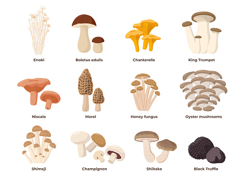 Large Mushroom set of vector illustrations in flat design isolated on white. Cep, chanterelle, honey fungus, enoki, morel, oyster mushrooms, niscalo, King oyster, shimeji, champignon, shiitake, black truffle.